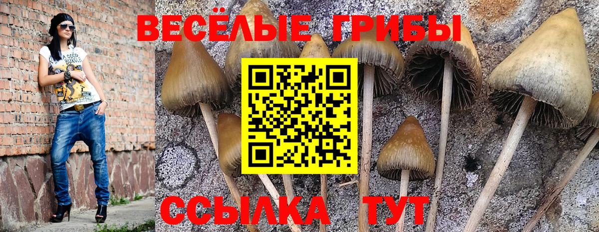 Сухой Лог  наркошоп  Вход с VPN  Псилоцибиновые грибы Psilocybe 